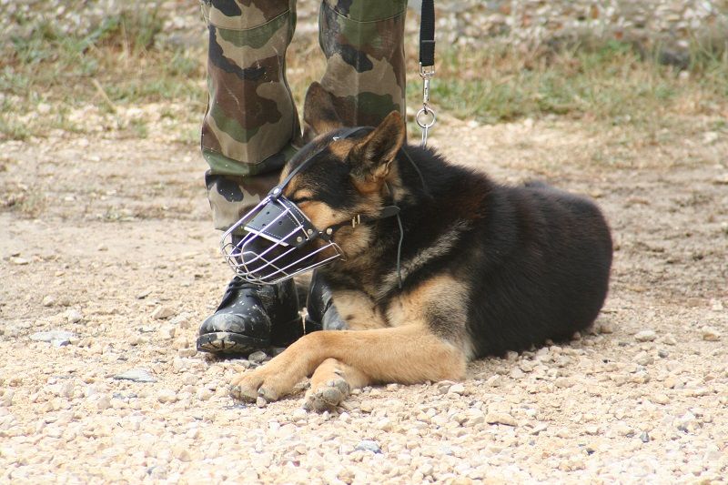 Un des chiens de la garde attend sagement la fin de la cérémonie
