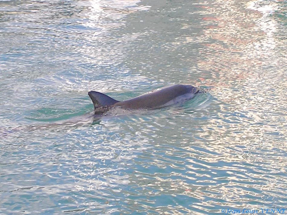 Le dauphin