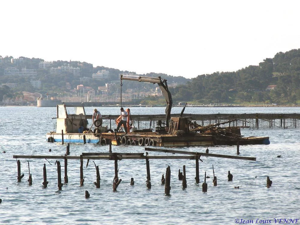 Extraction des pieux dans l’anse du Balaguier