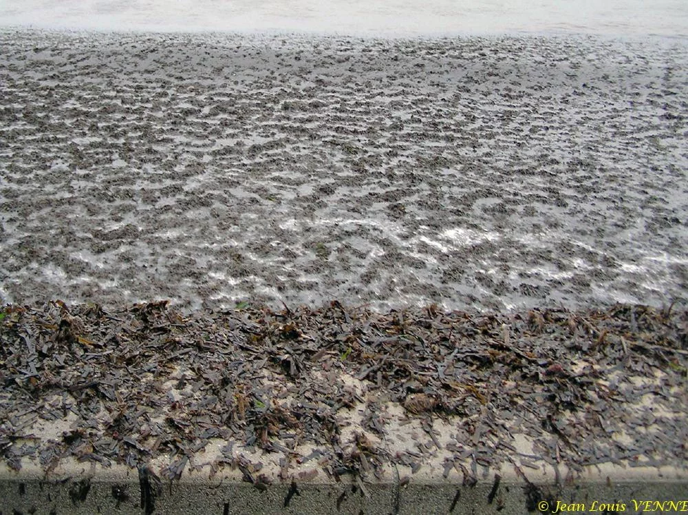 Des posidonies mortes envahissent la Seyne-sur-Mer