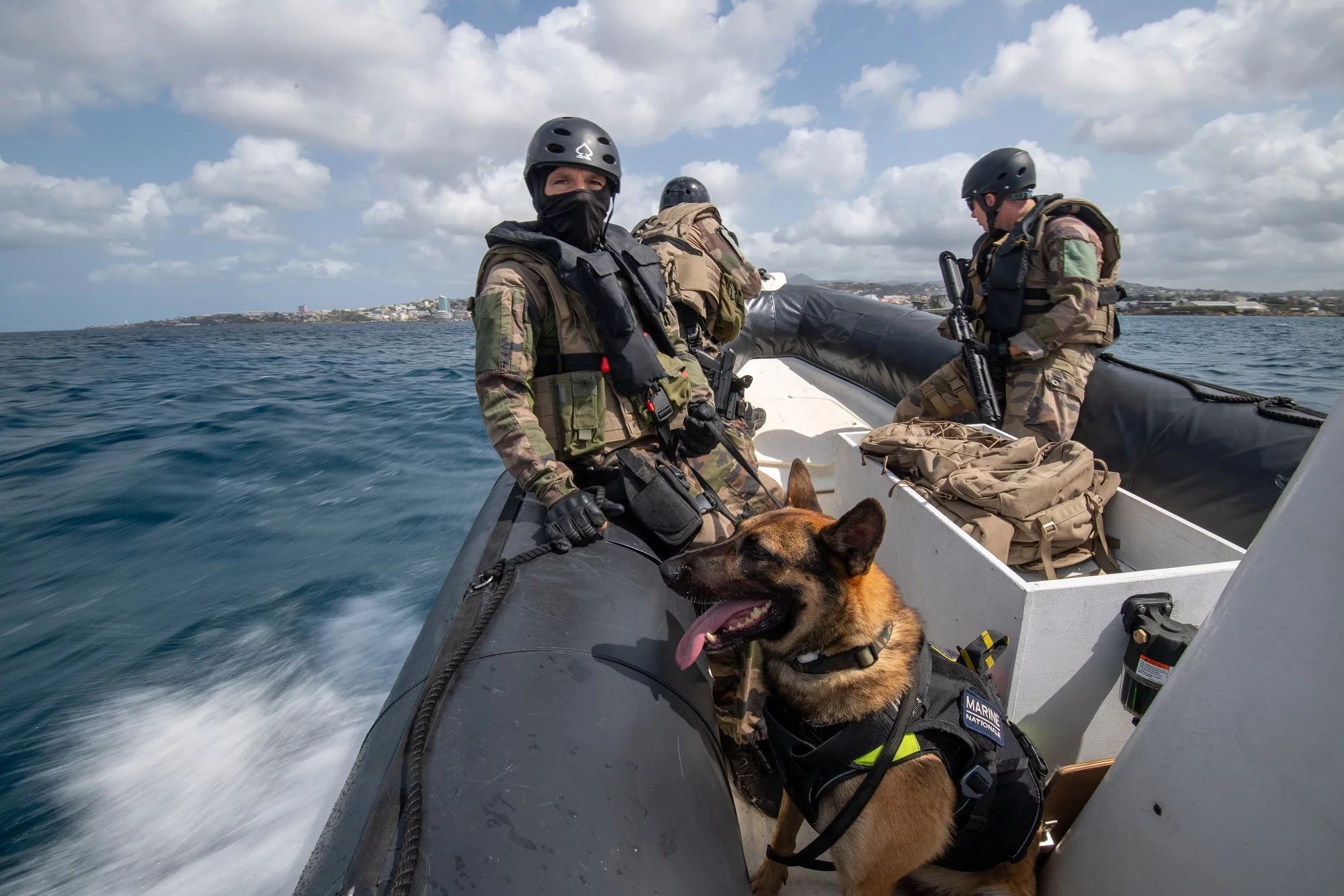Mike, berger malinois, en exercice de lutte contre le narcotrafic aux Antilles