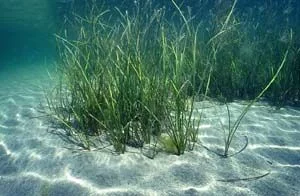 Zostera marina