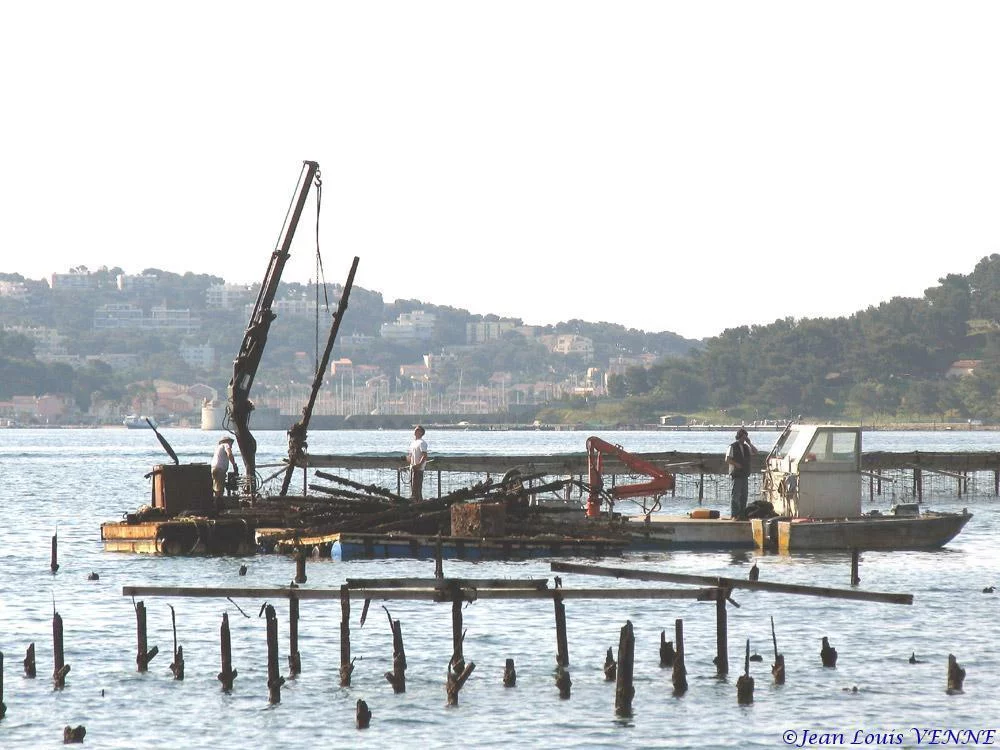 Extraction des pieux dans l’anse du Balaguier