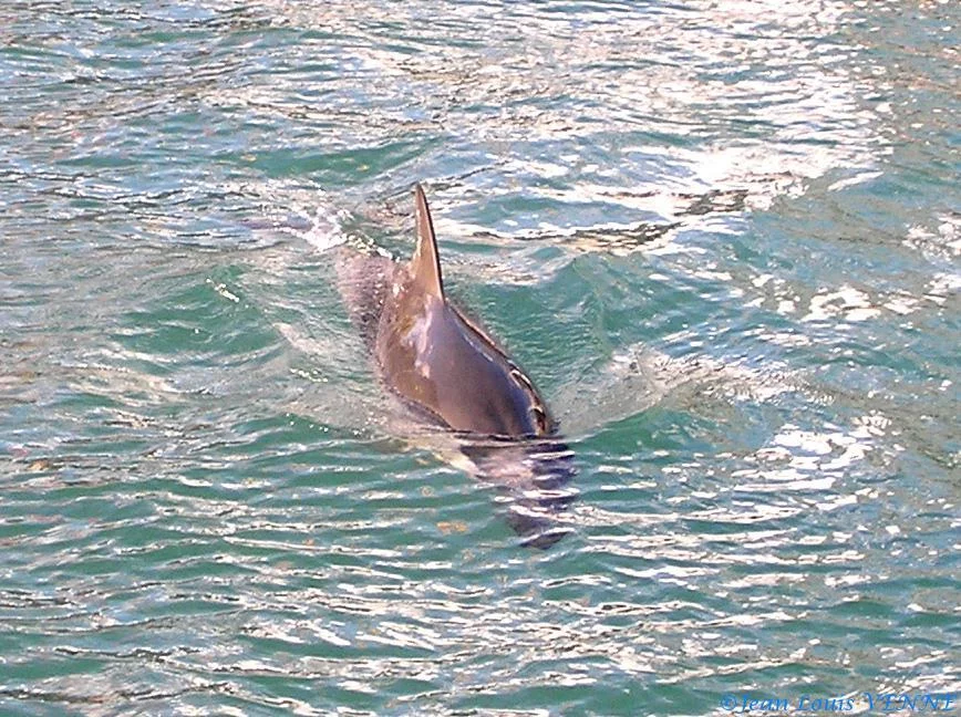 Le dauphin