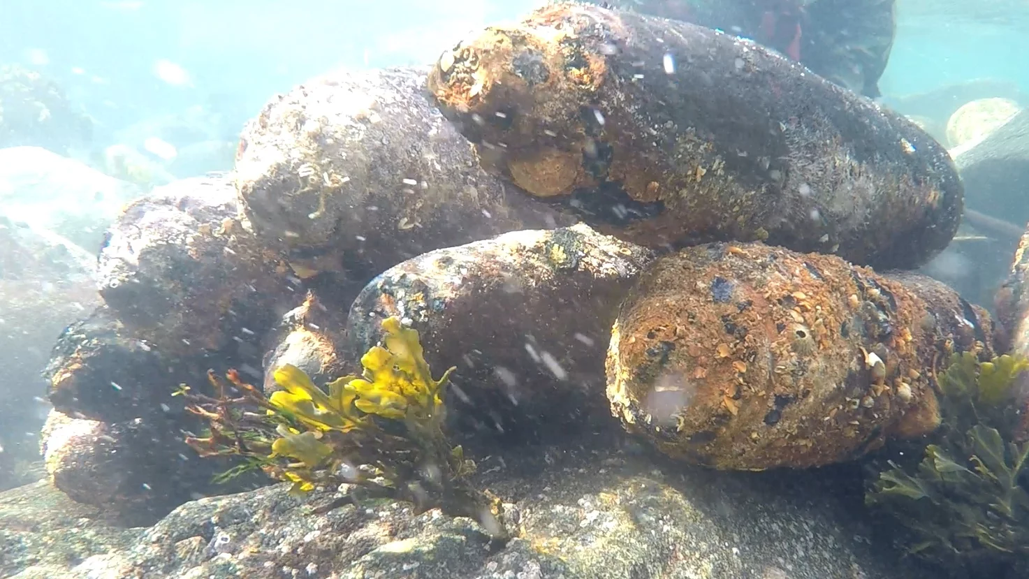 Munitions retouvées autour de l'île de Batz