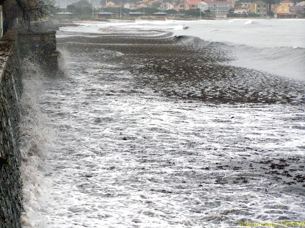 Des posidonies mortes envahissent la Seyne-sur-Mer