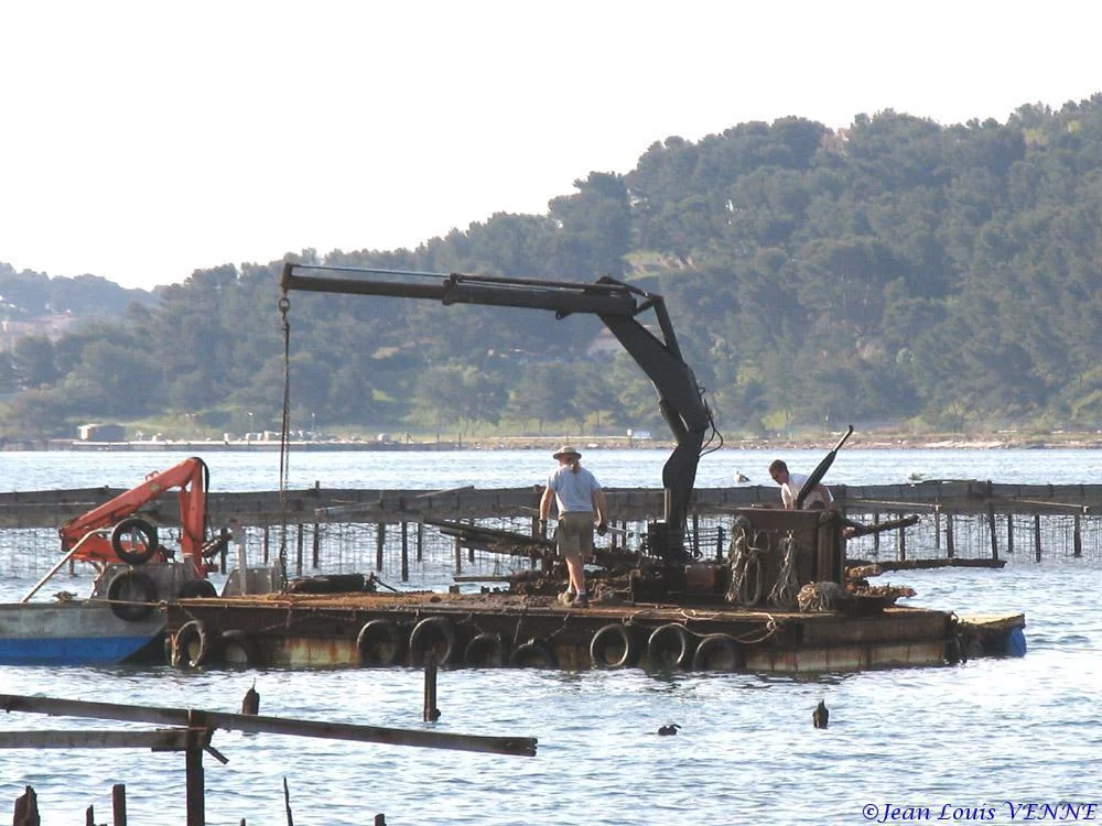 Extraction des pieux dans l’anse du Balaguier