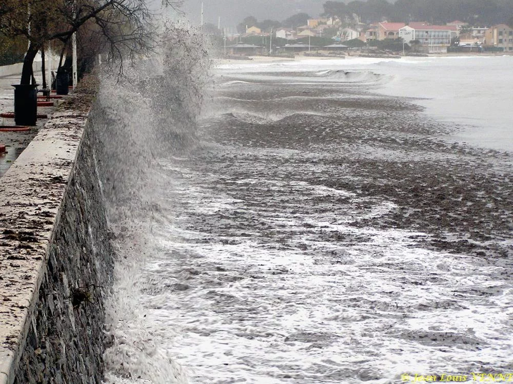 Des posidonies mortes envahissent la Seyne-sur-Mer