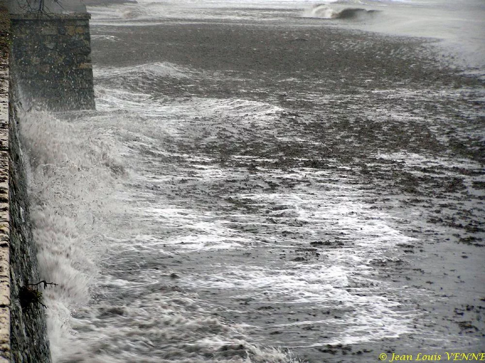 Des posidonies mortes envahissent la Seyne-sur-Mer