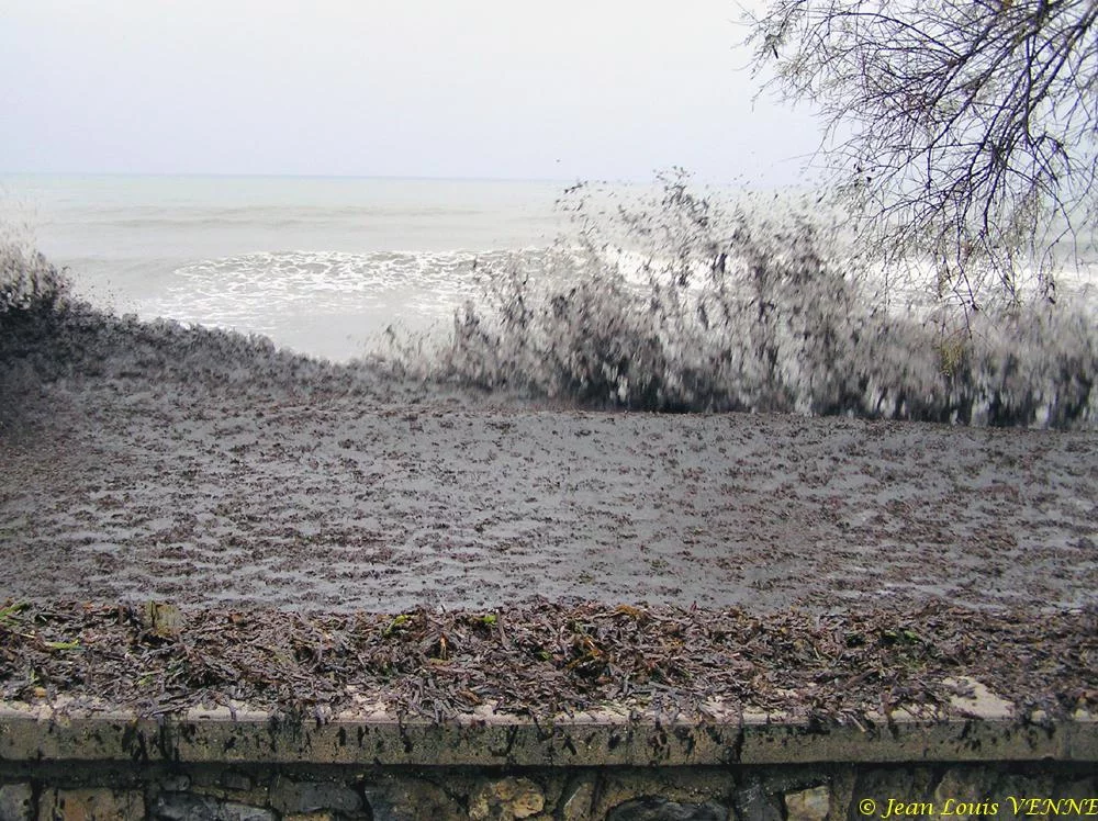 Des posidonies mortes envahissent la Seyne-sur-Mer