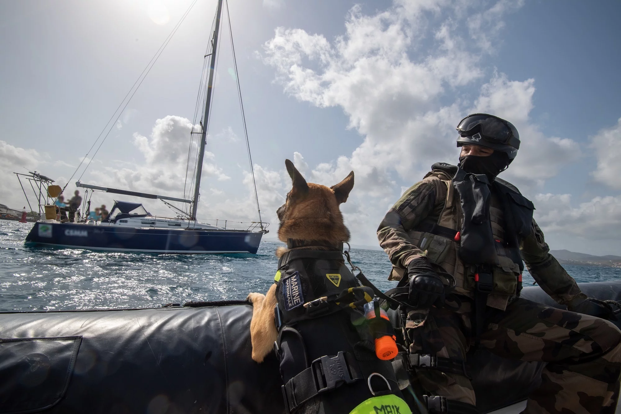 Mike, berger malinois, en exercice de lutte contre le narcotrafic aux Antilles