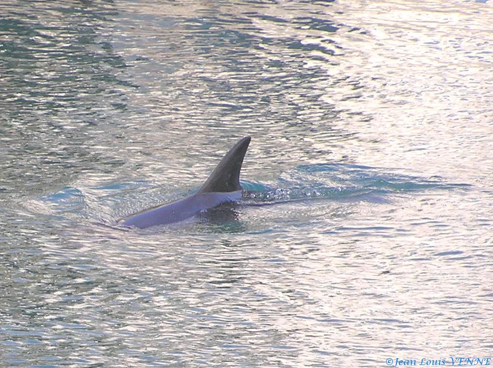 Le dauphin