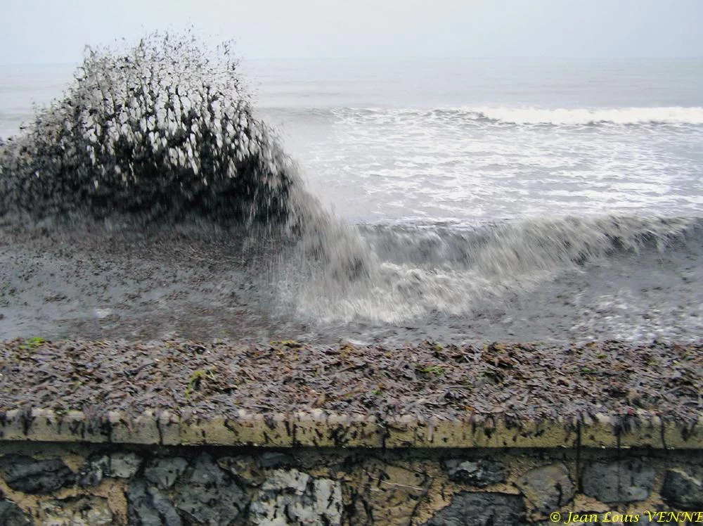 Des posidonies mortes envahissent la Seyne-sur-Mer