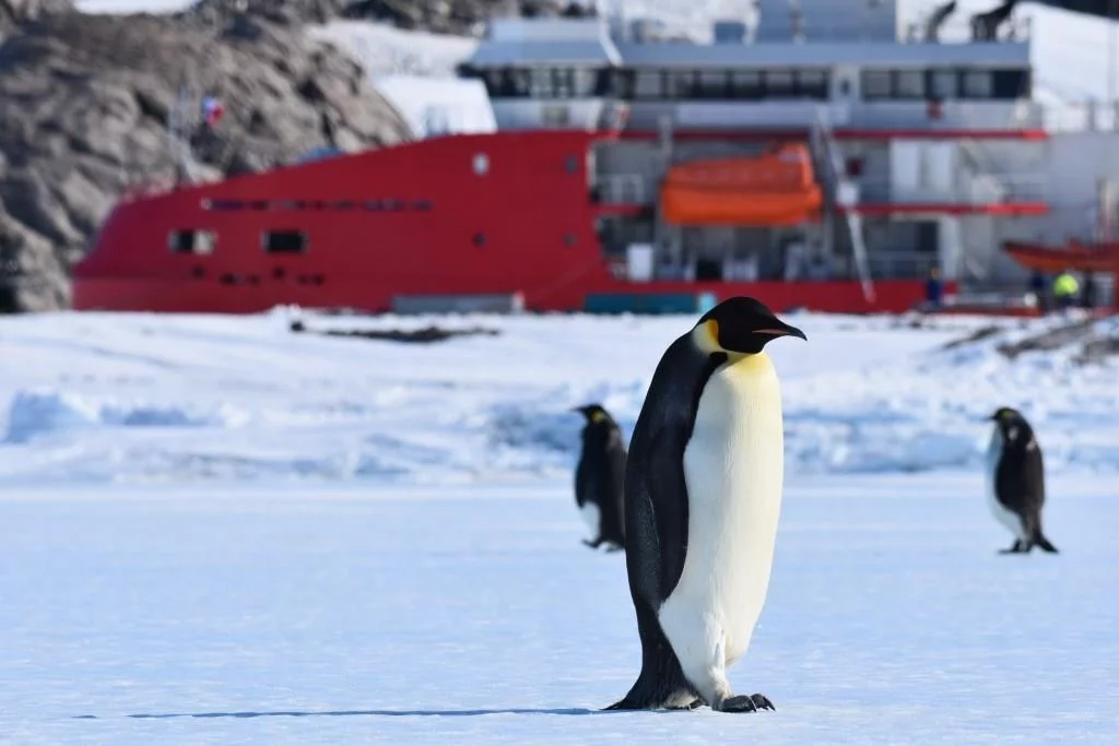 Des pingouins devant l'Astrolabe