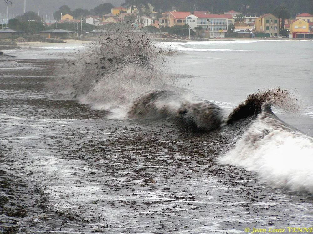 Des posidonies mortes envahissent la Seyne-sur-Mer