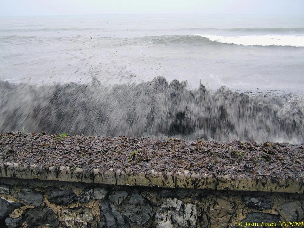 Des posidonies mortes envahissent la Seyne-sur-Mer