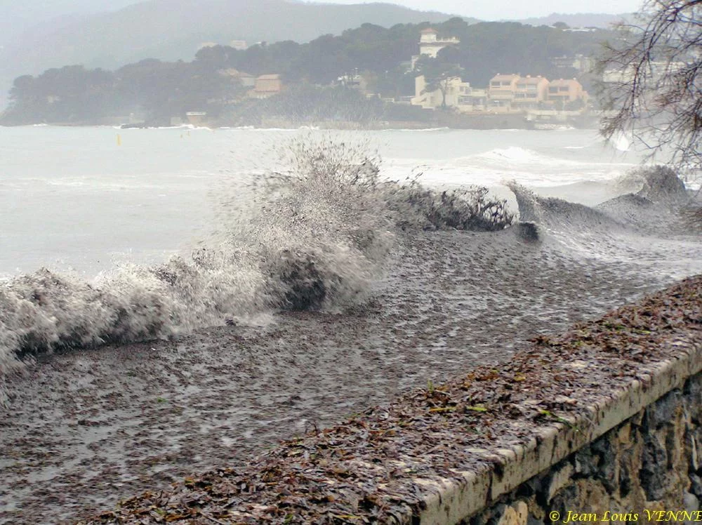 Des posidonies mortes envahissent la Seyne-sur-Mer