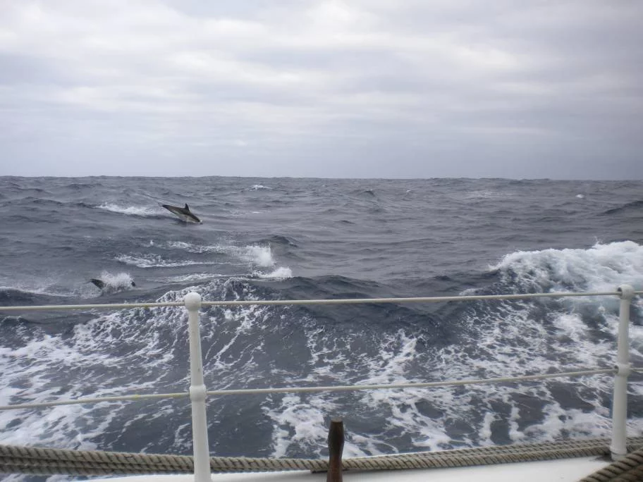 Compagnons de voyage