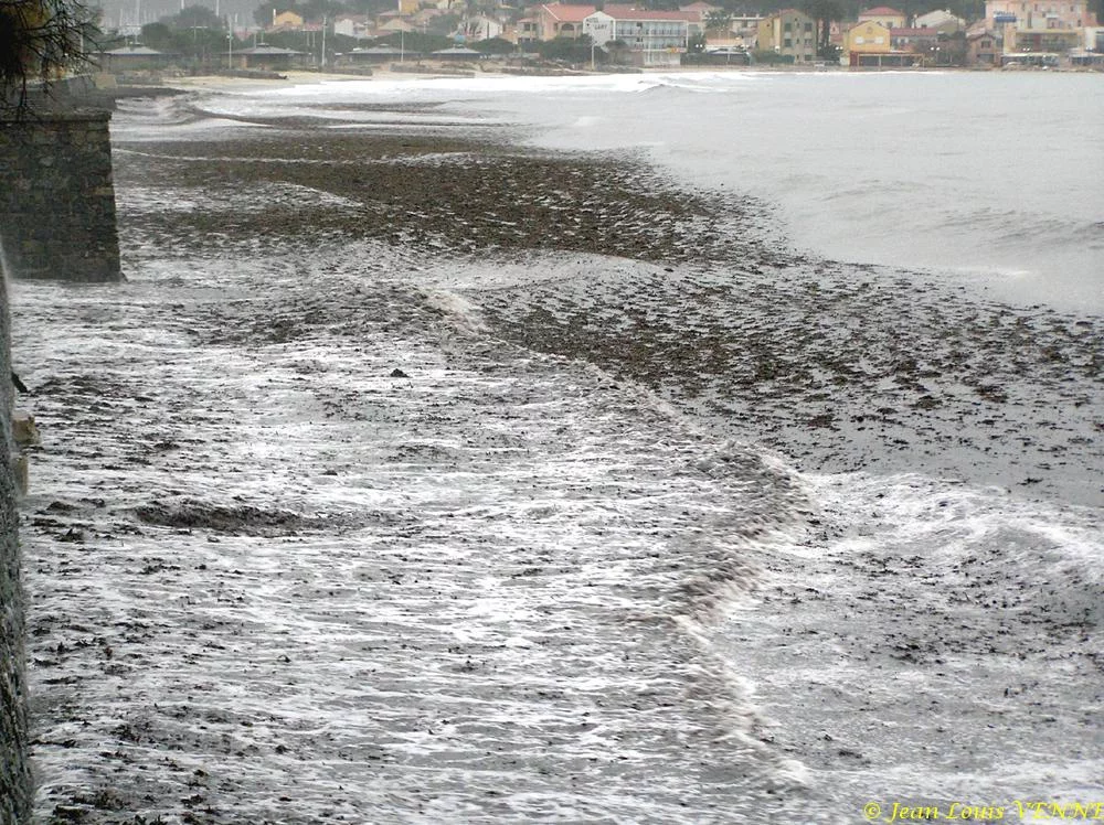 Des posidonies mortes envahissent la Seyne-sur-Mer
