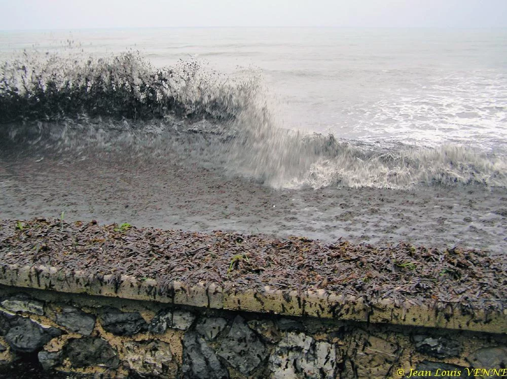 Des posidonies mortes envahissent la Seyne-sur-Mer