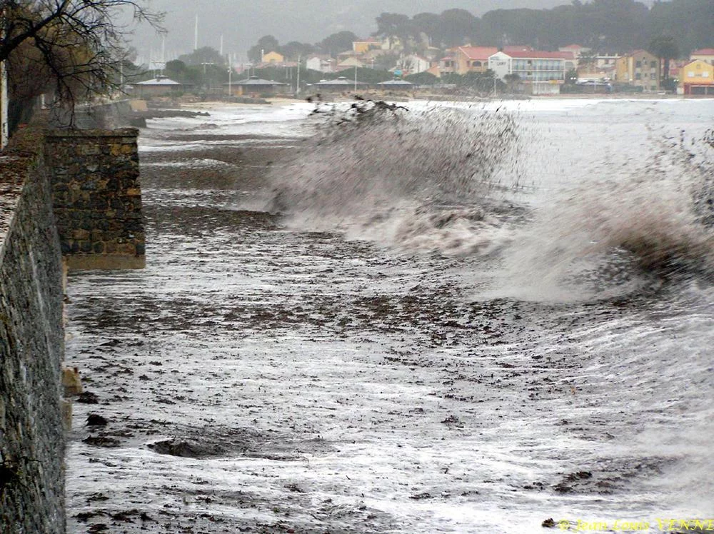 Des posidonies mortes envahissent la Seyne-sur-Mer